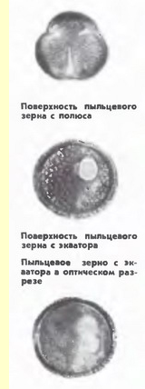 Калина (Viburnum opulus L)-пыльцевые зерна Калина (Viburnum opulus L)-пыльцевые зерна